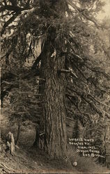 Largest Known Douglas Fir Postcard