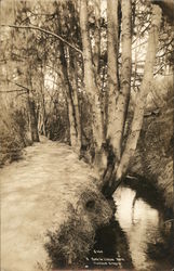 Path in Lithia Park Postcard