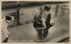 Bennie, The Friendly Seal - St. Clair Postcard