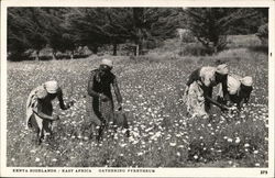 Gathering Pyrethrum in the Kenya Highlands Africa Postcard Postcard Postcard