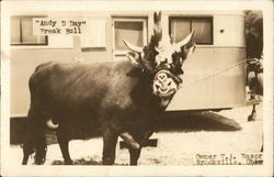 Andy D Day - Freak Bull Owner W.A. Rasor, Brookville, Ohio Cows & Cattle Postcard Postcard Postcard