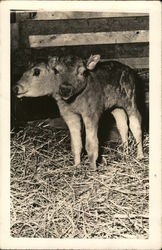 Two headed Calf Postcard