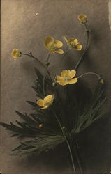 Bouquet of Buttercups Postcard