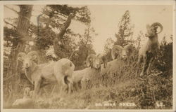 Big Horn Sheep Postcard Postcard Postcard