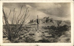 Desert Scene Cactus & Desert Plants Postcard Postcard Postcard