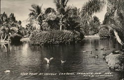 Wild Ducks at Jungle Gardens Sarasota, FL Postcard Postcard Postcard