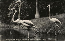 Flamingos at Jungle Gardens, Sarasota, Florida Birds Postcard Postcard Postcard