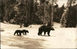 Black Bear With Two Cubs, Out For A Stroll Trout Creek, MI Postcard Postcard Postcard