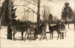 Feeding Deer in Winter Trout Creek, MI Postcard Postcard Postcard