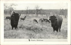 Buffalo on the Frank Phillips Ranch Bartlesville, OK Postcard Postcard Postcard