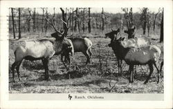 Deer at FP Ranch Bartlesville, OK Postcard Postcard Postcard