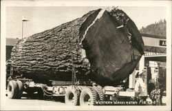 Western Washington Fir Log Postcard Postcard Postcard