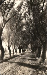 Tree Lined Dirt Road Philadelphia, PA Postcard Postcard Postcard