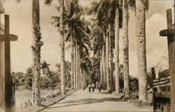 Tree Lined Road Fortin, Mexico Postcard Postcard Postcard