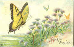 Butterfly Postcard Postcard