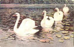 Swans Birds Postcard Postcard