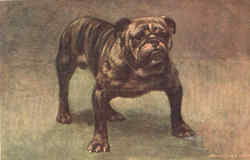 English Bull Dog Dogs Postcard Postcard