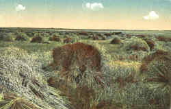 Hay Field Postcard