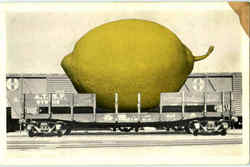 Giant Lemon Exaggeration Postcard Postcard