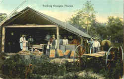 Packing Oranges Scenic, FL Postcard Postcard