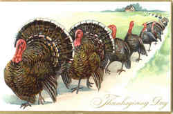 Thanksgiving Day Turkeys Postcard Postcard