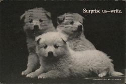 Surprise us - write. - white puppies Postcard