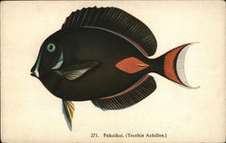 Black Fish with Orange Gill and Tail Side View Postcard Postcard Postcard