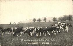 30 Yearling daughters of King Aagis Segis. Fancher Farm Postcard