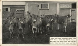 Hood Farm Pogis 9th - Hood Farm Herd, Lowell, MA Cows & Cattle Postcard Postcard Postcard