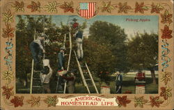 Picking Apples - American homestead life Postcard