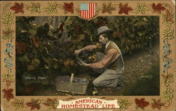 "Gathering Grapes" American homestead life Postcard