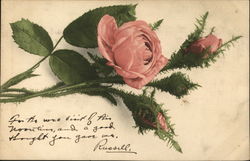 Pink roses Flowers Postcard Postcard Postcard