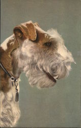 Profile of Dog's Head With White Muzzle and Brown Ears Postcard