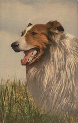 Collie in grass Postcard