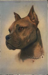 Portrait of a boxer Postcard