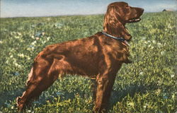 Irish Setter - standing in a field Dogs Postcard Postcard