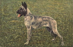 Great Dane Standing on Grass Dogs Postcard Postcard