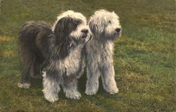 English Sheepdogs Postcard Postcard