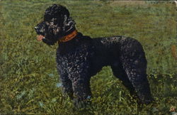 Poodle standing in grass Dogs Postcard Postcard