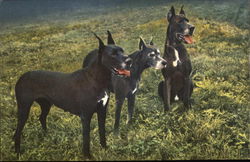 Great Danes in grass Dogs Postcard Postcard