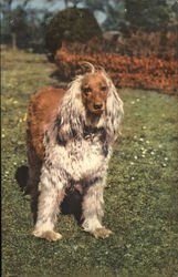 Brown and Fawn-Colored Afghan Greyhound in a Grassy Field Dogs Postcard Postcard