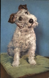 Foxterrier on a pillow Dogs Postcard Postcard