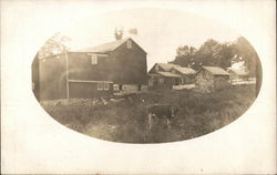 Cow Standing in Front of Farm Buildings Cows & Cattle Postcard Postcard Postcard