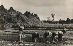 sweet potato harvest - workers in a field Postcard