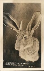 Jackrabbit with Horns Found in West Texas (Jackalope) Postcard Postcard Postcard