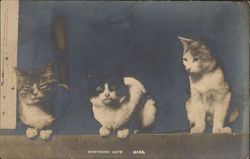 Westwood Cats, Mass Postcard