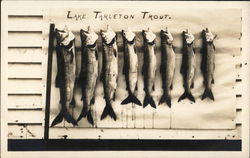 Lake Tarleton Trout Piermont, NH Postcard Postcard Postcard