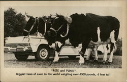 Pete and Punk - Biggest Team of Oxen in the World Cows & Cattle Postcard Postcard Postcard