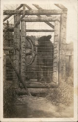 Black Bear in a Cage Bears Postcard Postcard Postcard