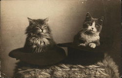 Cats in Hats - the Latest in Hats Postcard